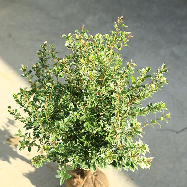 Amazon | 庭木：斑入ヒイラギ（縞ヒイラギ）*しまひいらぎ H：80cm | 植木