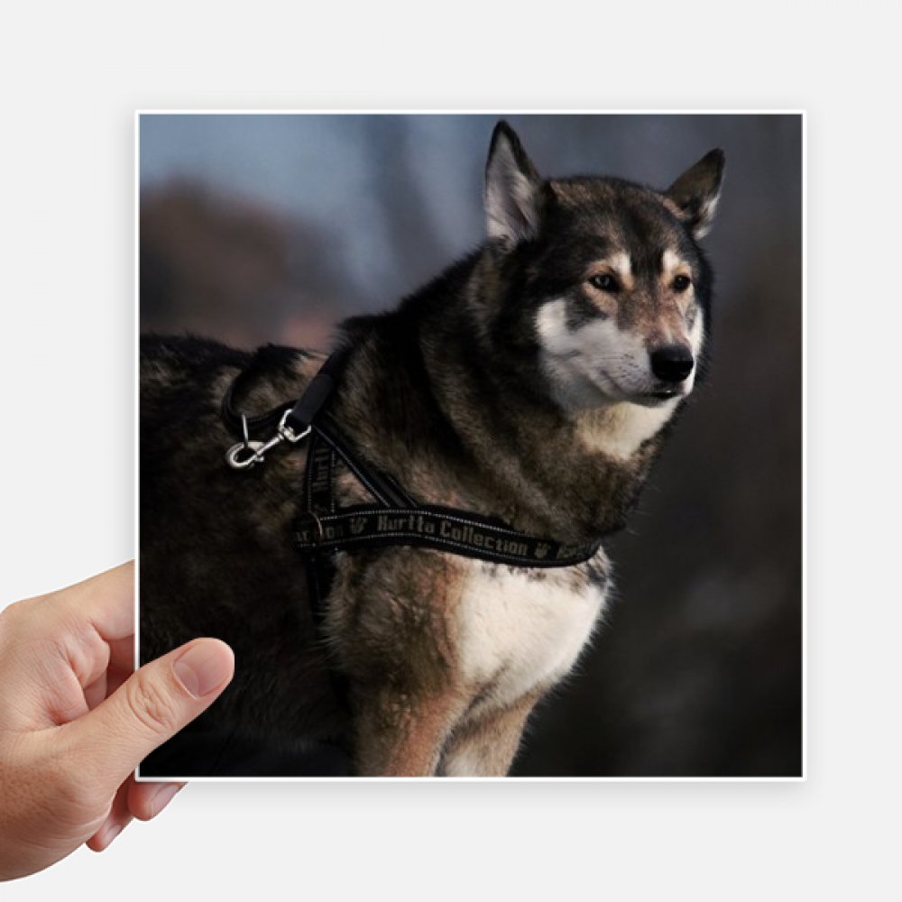 Sticker Husky pour ordinateur et moto, décor de nuit pour personnaliser vos objets de voyage