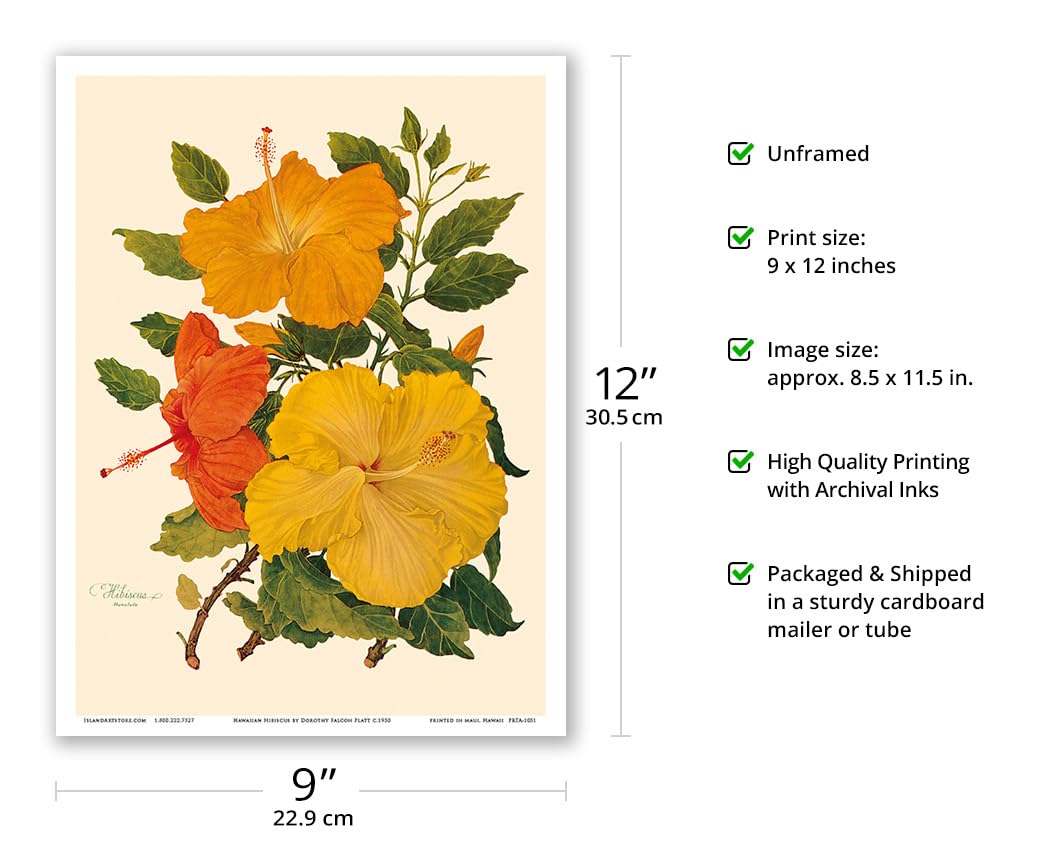 【絶版・大判】ハワイ植物図 A Hawaiian Florilegium 洋書 Amazon.com: Hawaiian Hibiscus - Honolulu Hawaii USA - Vintage