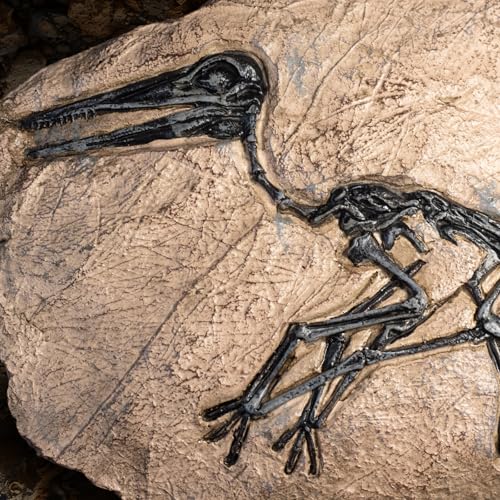 Image of 1st Heaven Resin Dinosaur Fossil Sculpture - Realistic Dinosaur Skeleton for Desk & Wall Display, Prehistoric Jurassic-Era Dino Decor, Unique Gift for Dino Lovers & Home Decor (Pterosaur)