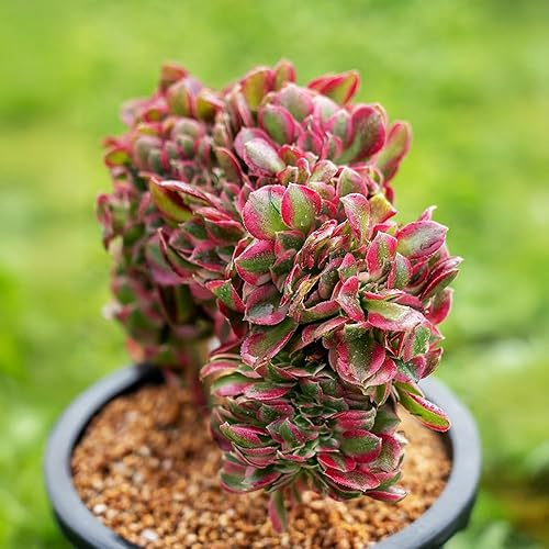Miniatura 2 de Plantas suculentas raras de Aeonium 'Canlan Crest' de 6 pulgadas para regalo de boda, caja de regalo de jardinería, regalo para entusiastas de las