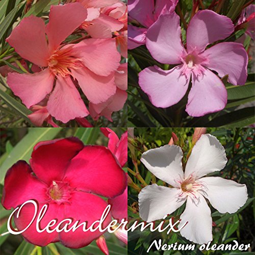Oleandermix 'Multicolor' - Nerium Oleander - Größe C10 im Dekotopf