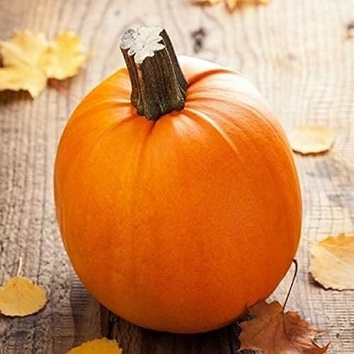 Pumpkin Small Sugar FBA-3131se (Naranja) 25 semillas de reliquia sin OMG, semillas tradicionales