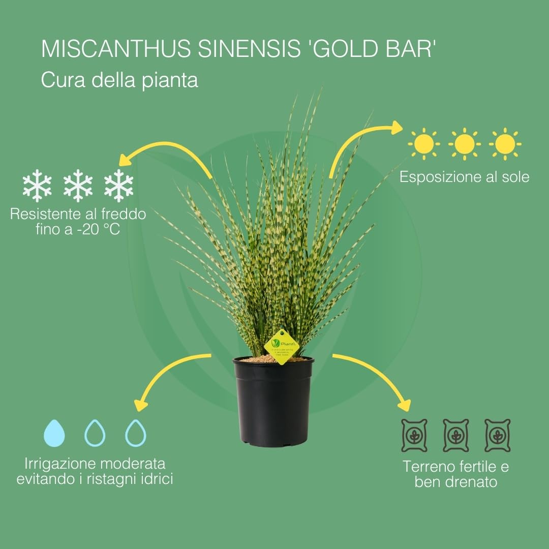 MISCANTHUS – Pianta Ornamentale da Esterno, Miscanto Semisempreverde Ideale per Vaso e Giardino, Diametro Vaso 19 cm (Gold Bar)
