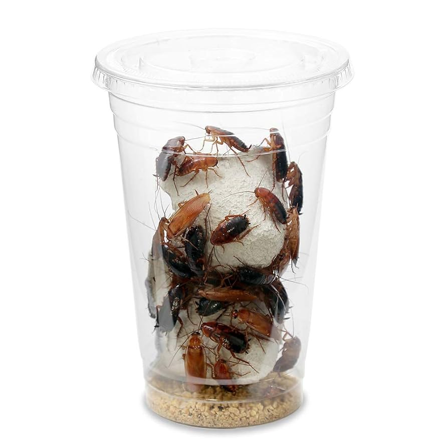 Amazon | （生餌）レッドローチ Lサイズ 3カップ分 爬虫類