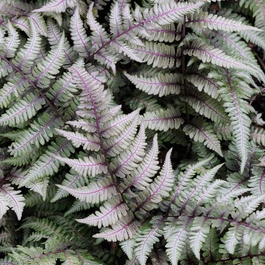 Daylily Nursery 3 Japanese Painted Ferns