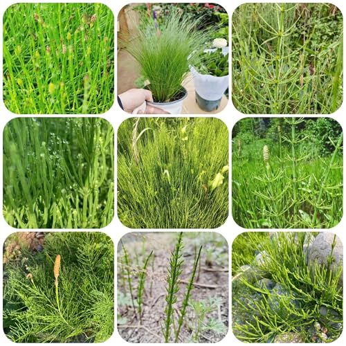 planta de cola de caballo - semillas hierbas semillas cobertura del suelo resistentes jardín plantas perennes resistentes plantas exóticas Comprar cola caballo en macetas -Serie Raras- 800pcs