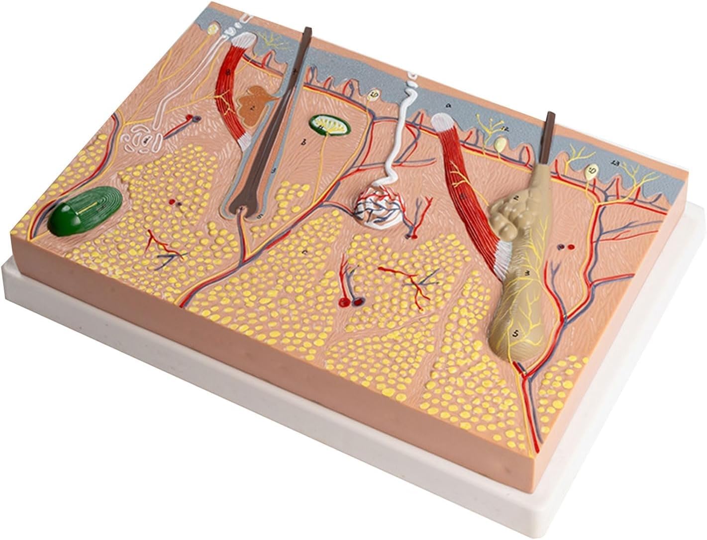 Modello anatomico della pelle ingrandita, per biologia, chirurgia estetica, aiuto didattico, forniture di laboratorio