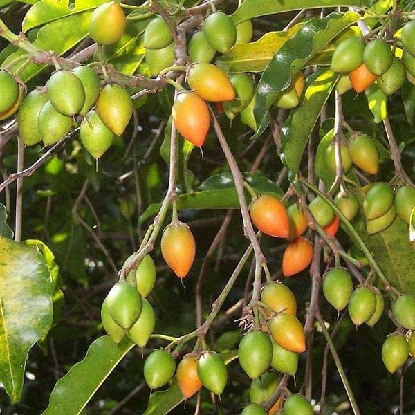 Golden Bloom Spanish Cherry Bakul Flower Plant Mimosas Elengi Maulsari Bullet Wood Live Plant Original Variety (B0CQ315W77) Amazon Price History, Amazon Price Tracker
