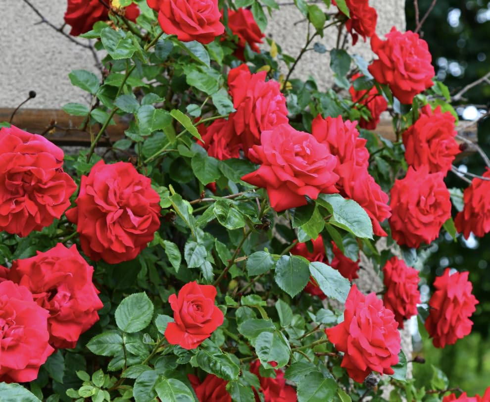Bryncir Garden Centre Climbing Garden Roses Vibrant Colourful Climbing Perennial Shrub (ENA Harkness (red))