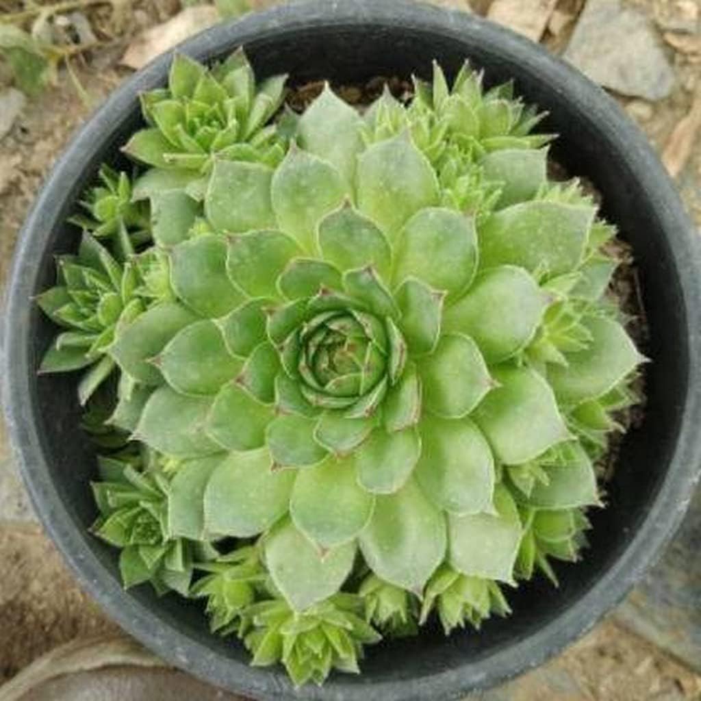See full amazon price history chart for Vishnu Kamal Succulent Live Plant Indoor Outdoor With Plastic Pot 4 Inch Size Vishnu Kamal Succulent Live Plant Indoor Outdoor With Plastic Pot 4 Inch Size (B0C6HTZ8VX) Amazon Price History, Amazon Price Tracker