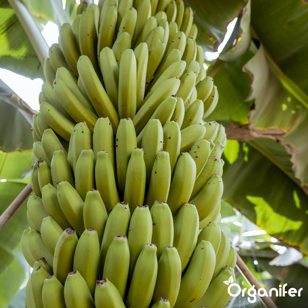 Fertilizante Líquido Para Banano - 3x1L - NPK 2-1-8 | Fertilizante Para Plantas Robustas Y Hojas Sanas - Favorece Raíces Y Vitalidad - Organifer