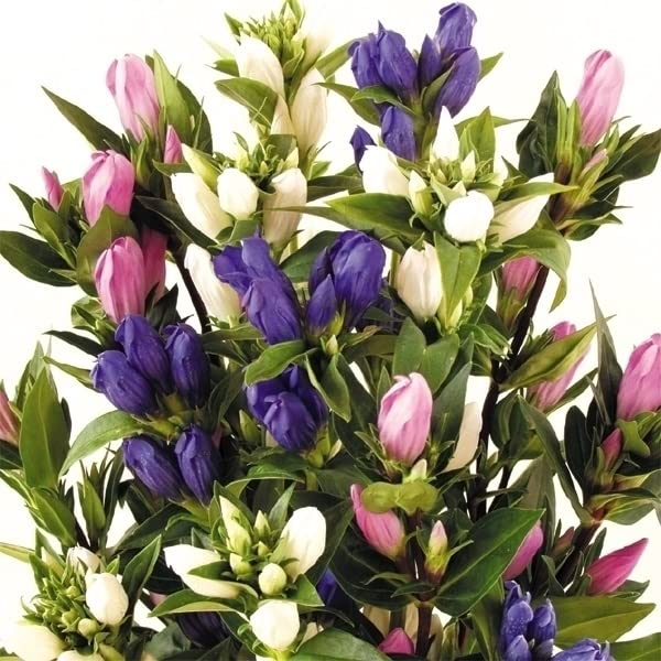 Amazon.co.jp: 花苗 リンドウ 3色セット 3種3株 / 国華園 25年秋商品