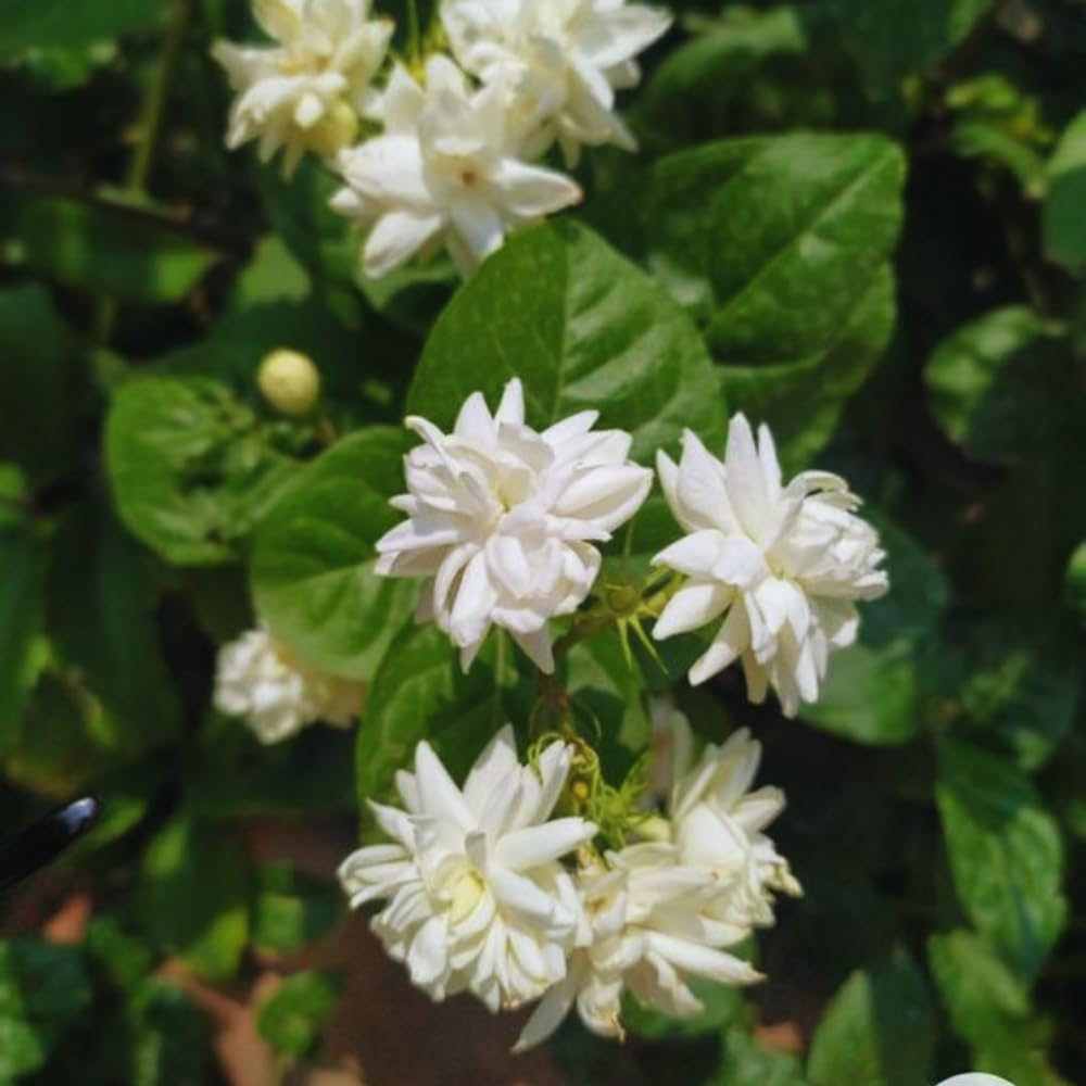 jasmineページ Amazon.com : 2 Jasmine Plants Live, Jasmine Flower Plant