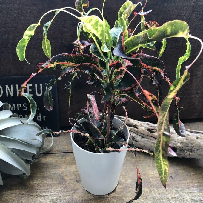 Amazon｜トビハ クロトン 飛び葉 希少 クロトン 観葉植物