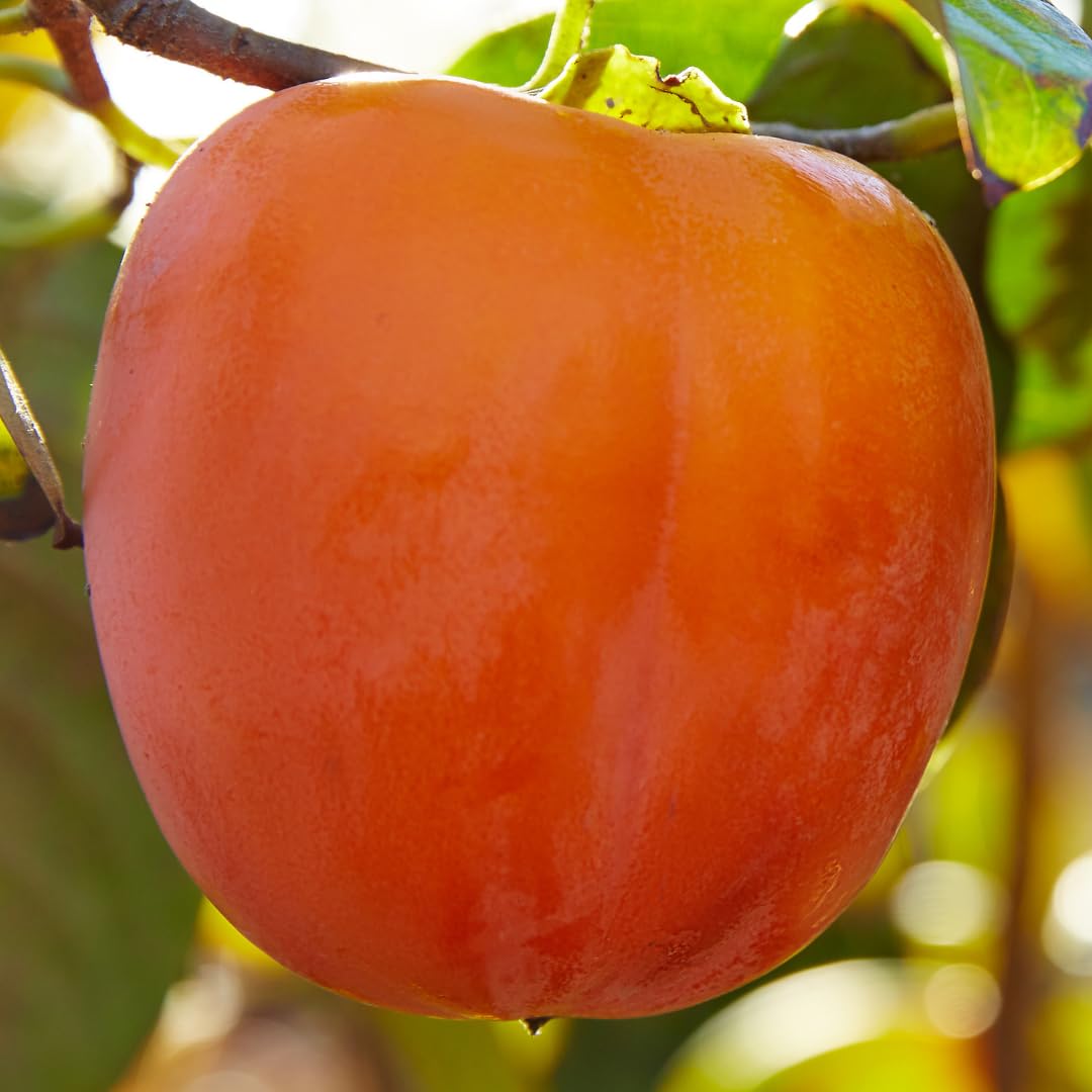 M-Tech Gardens Rare Persimmon Fruit Plant (American Persimmon, Hybrid) Diospyros virginiana Exotic 1 Live Fruit Plant