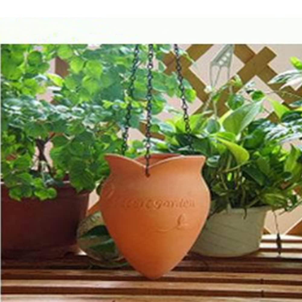 buy philodendron cordatum on a pole Philodendron Cordatum