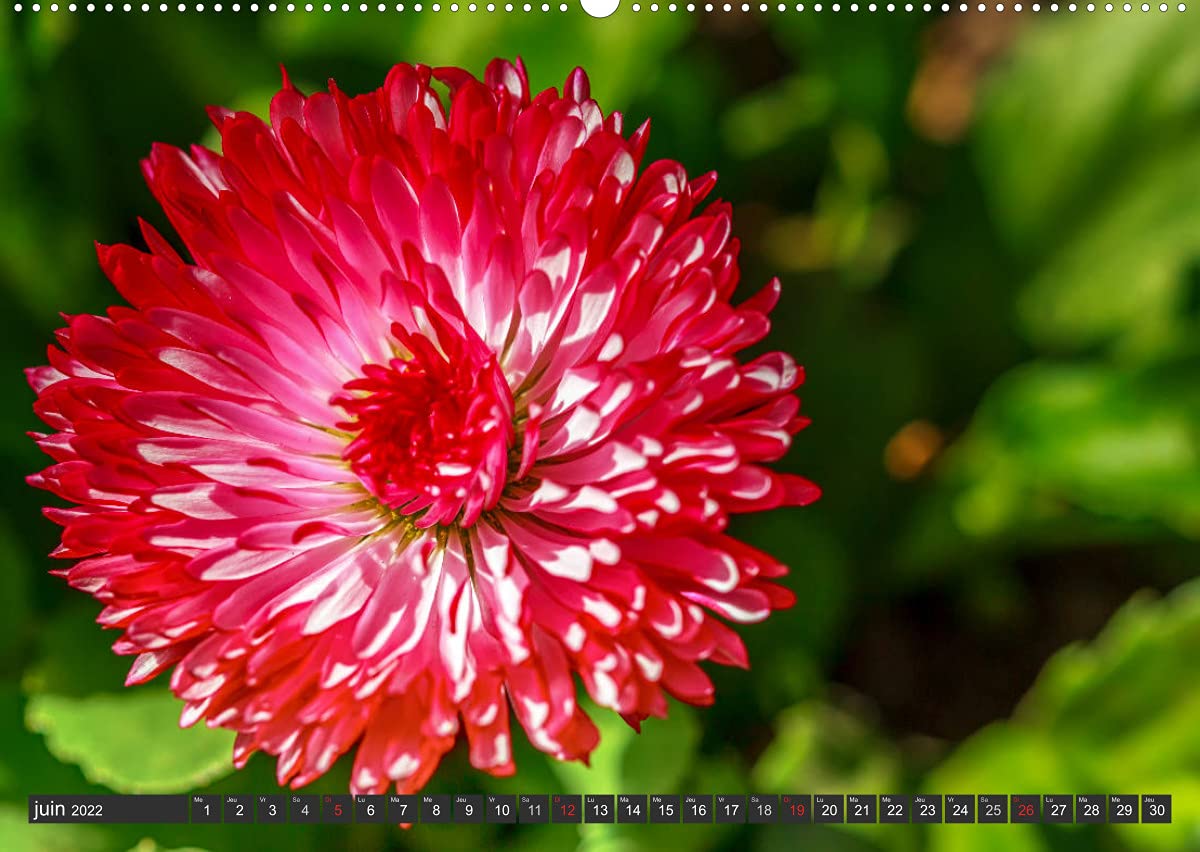 Contemplation florale (Premium, hochwertiger DIN A2 Wandkalender 2022, Kunstdruck in Hochglanz): La contemplation d'une fleur est un des premiers ... de notre âme. (Calendrier mensuel, 14 Pages )