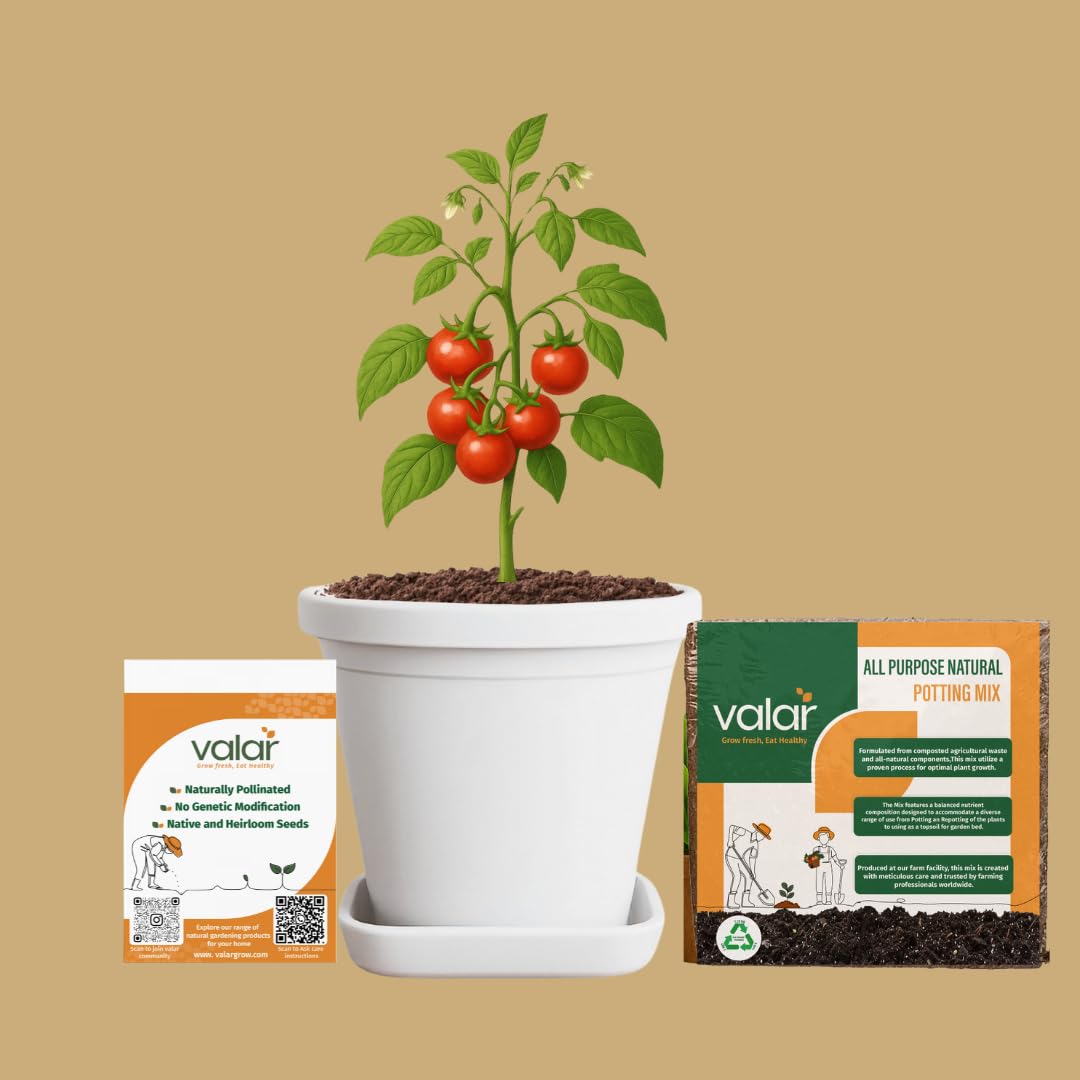 Valar Cherry Tomato Seeds | Open Pollinated Non-GMO Seeds | Home Gardening, Balcony Farming, Sweet Snacking (Cherry Tomato + Potting Mix)-image-5
