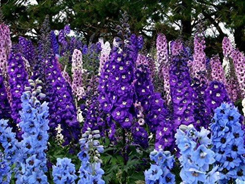 Mélange De Graines De Roquette, De Pied D'Alouette, De Bleu, De Violet, De Blanc Et De Rose, De Printemps, De Delphinium Ajacis
