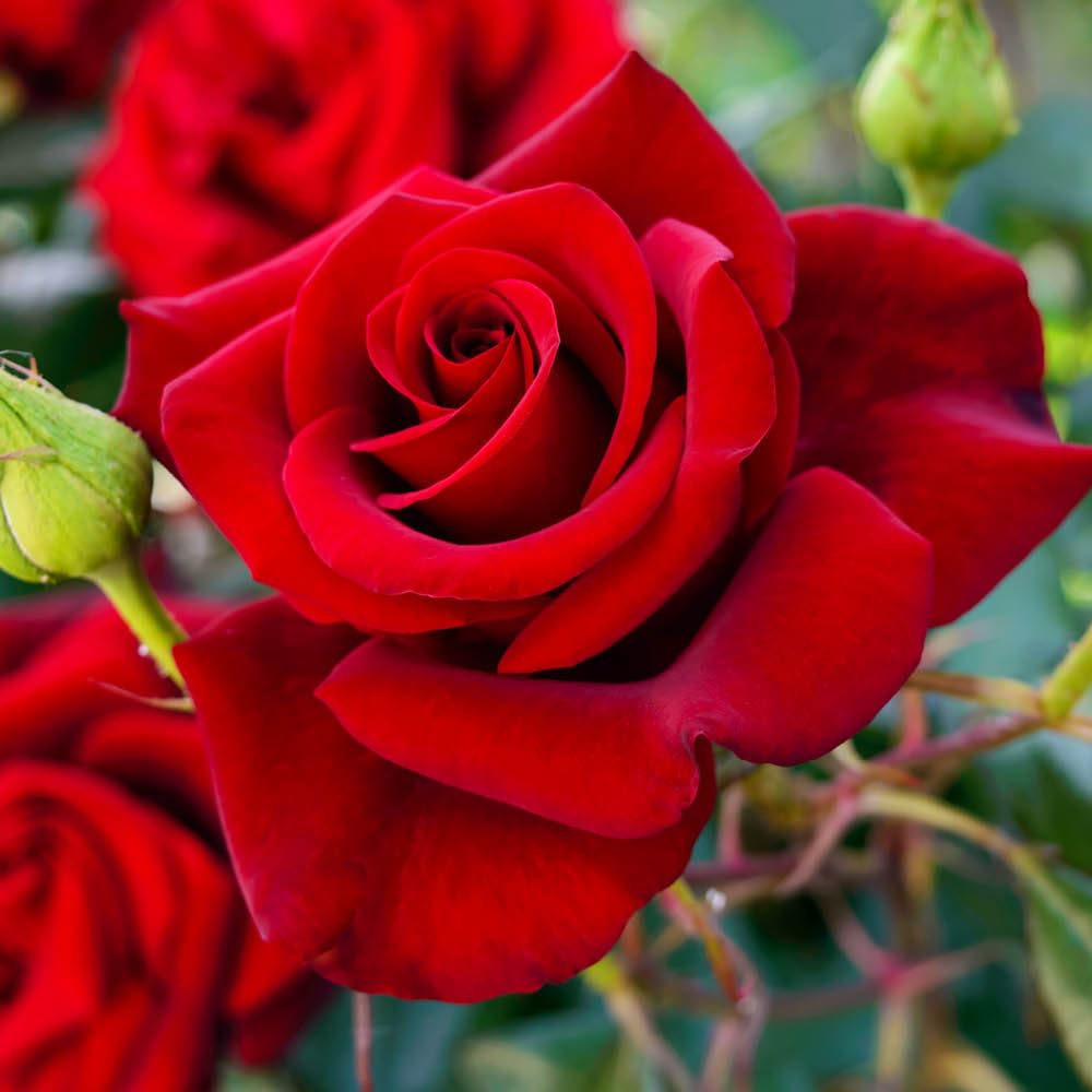Yougarden Red Harkness Roses The Prince's Trust Climbing Rose, 4 Litre Potted, Ready To Plant