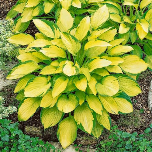 Direct Gardening Island Breeze Hosta Potted Shade Dormant Bare Root