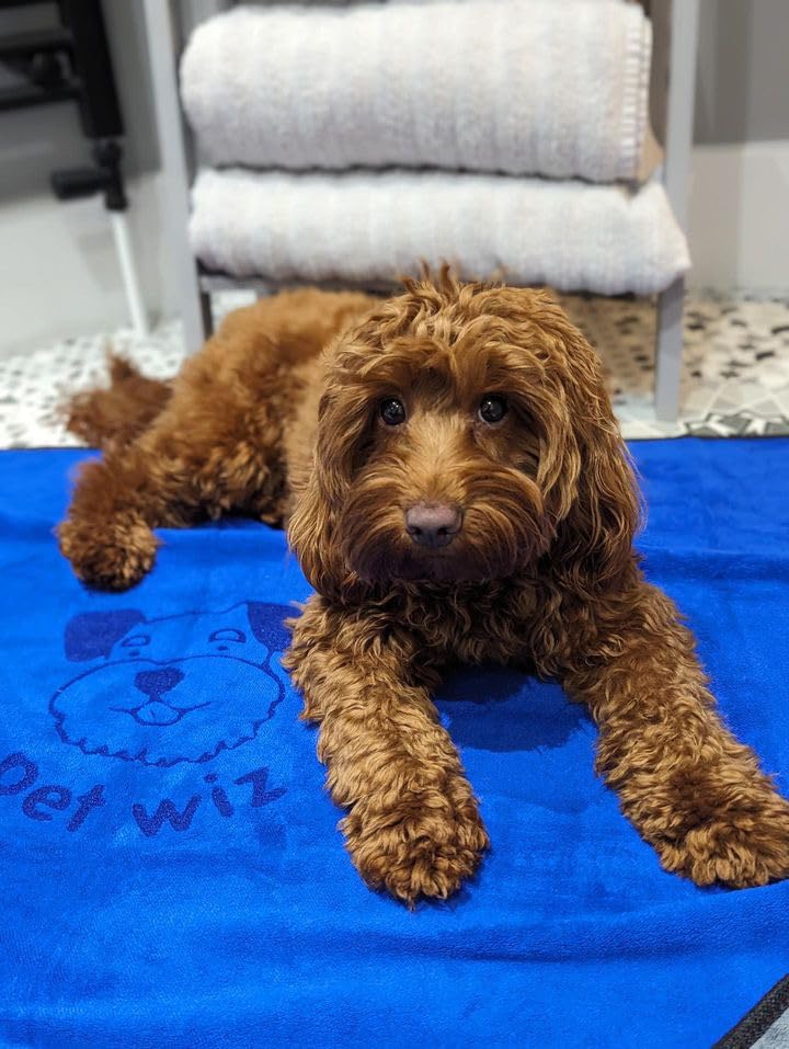 Extra Large, Soft, Microfibre Pet Towel, Super Absorbent, Quick Drying, Lightweight, 140cm x 70cm, Microfibre Towel - Image 2