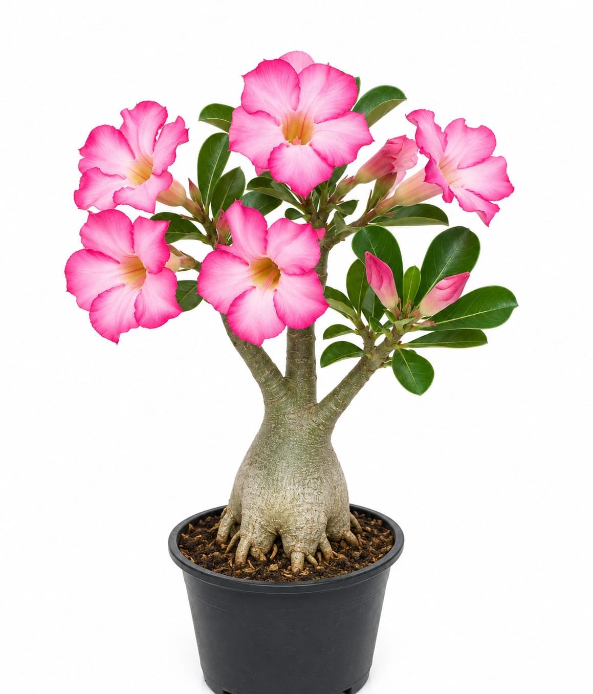 YOUROGRAMIN Pink Adenium Live Plant | Healthy Desert Rose Bonsai Style Plant for Home Office Outdoor and Indoor Gardening | Fresh Blooming Adenium Sapling for Decorative Landscaping (Without Pot)-image-26