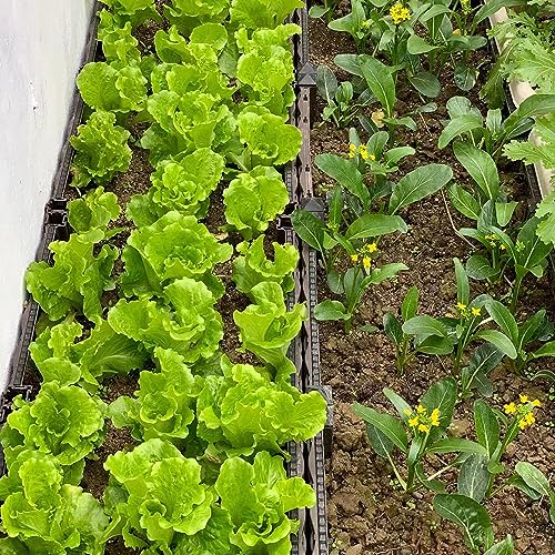 semillas de lechuga hoja - Decoración oficina reliquias resistentes en 300pcs