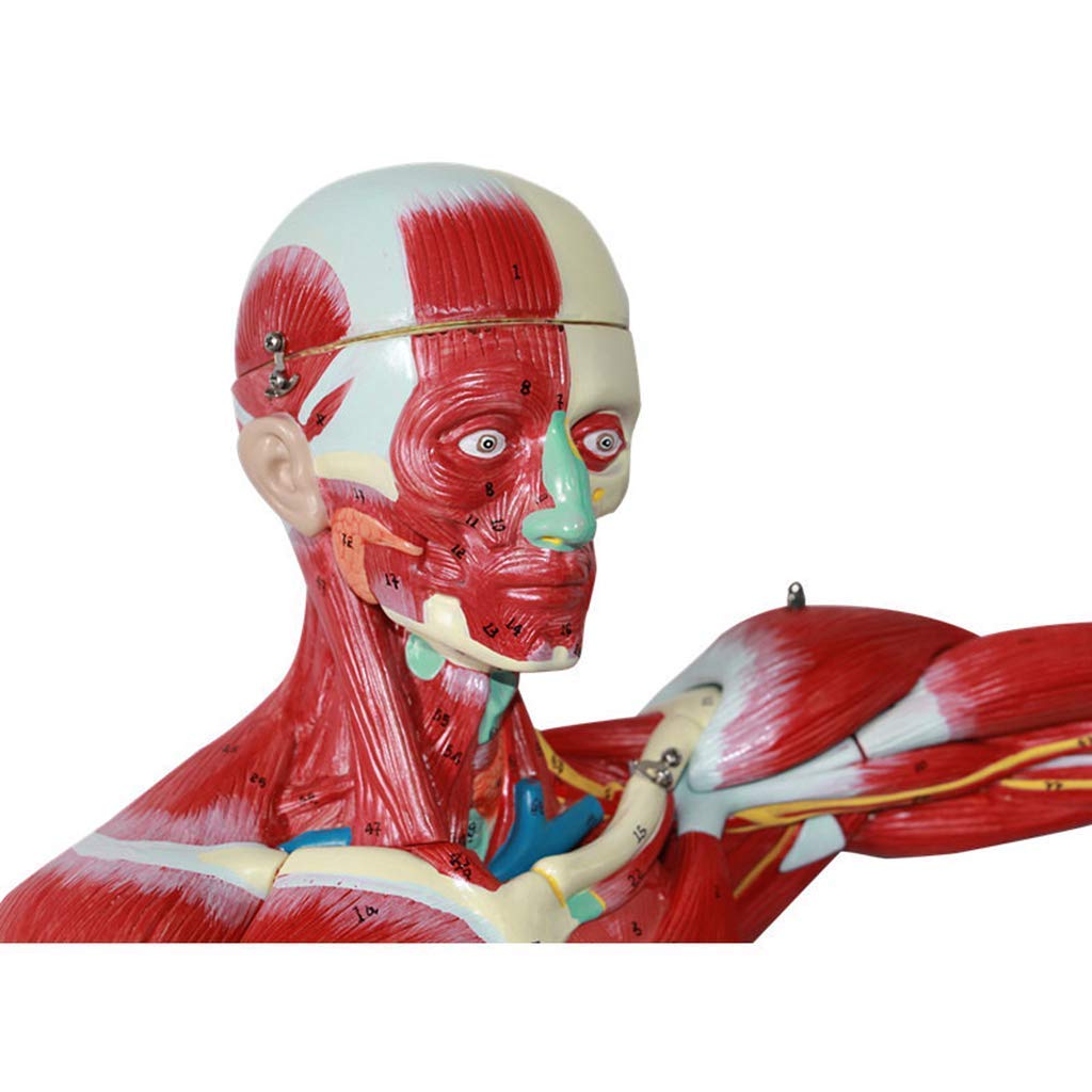 Modèle D'Anatomie Humaine De 78 Cm - Anatomie des Muscles Et du Squelette Humains - Matériel Pédagogique pour L'École Et L'Éducation
