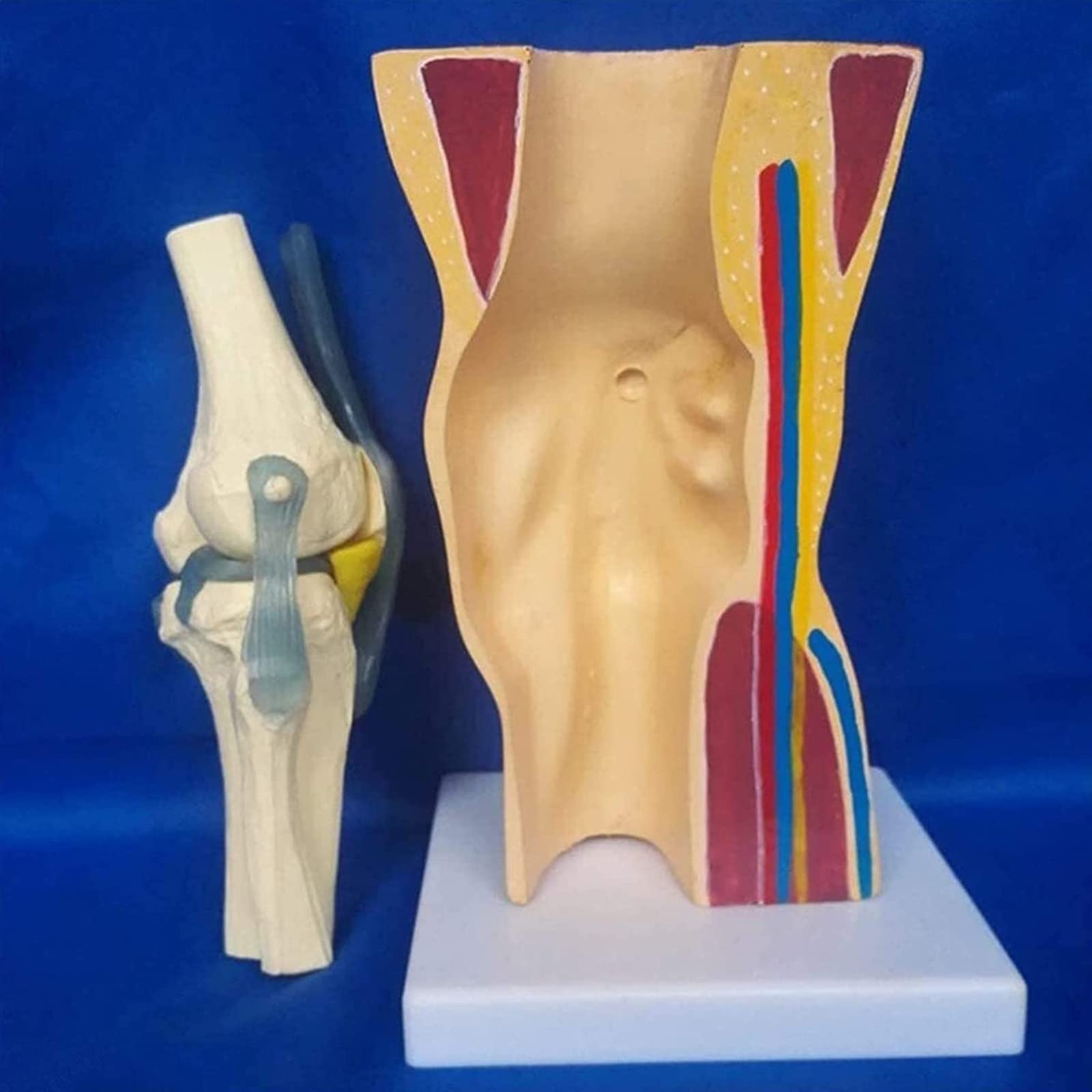 Modele dydaktyczne z zakresu biologii, Model anatomiczny mięśni szkieletowych z więzadłami do nauki i prezentacji. organu medycznego