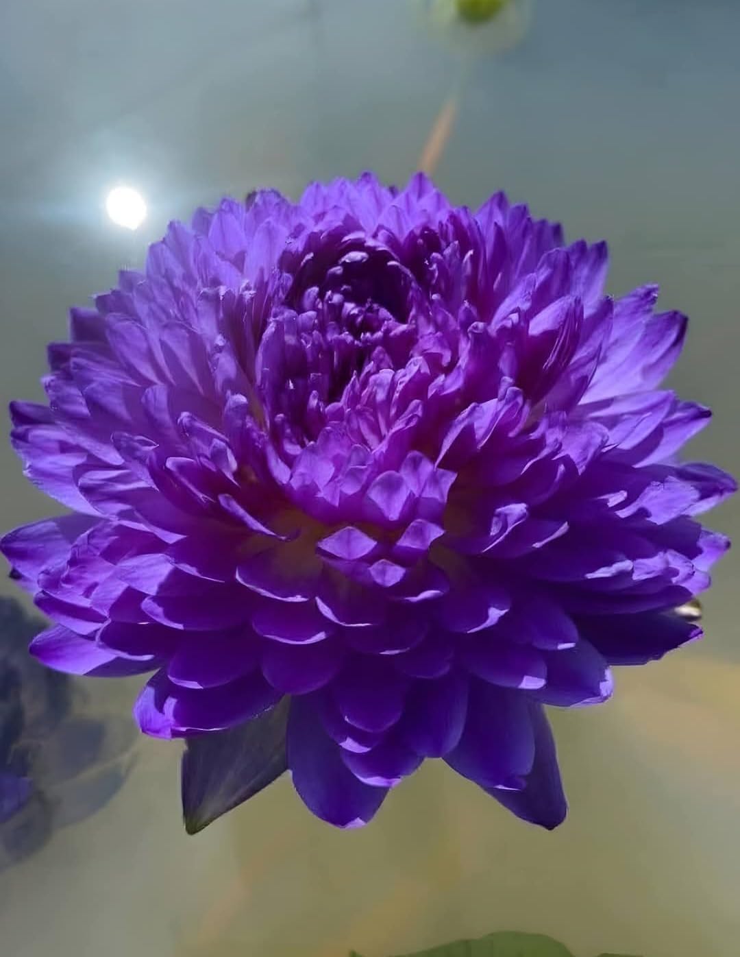 Fresh Water Lily Bulb | Live Pond Plant | Healthy Nymphaea Root | Beautiful Floating Aquatic Flower - pack of 3-image-9