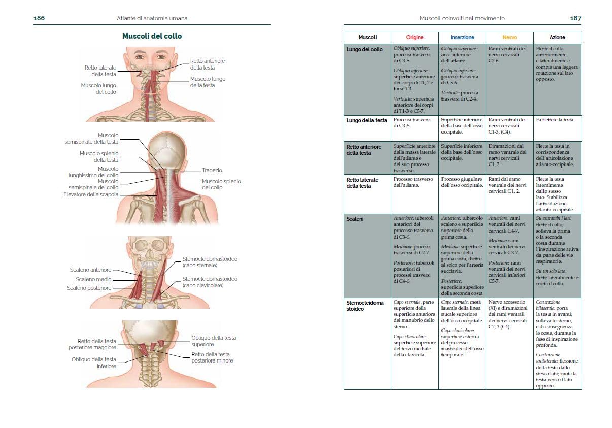 Atlante di anatomia umana. Guida pratica illustrata. Ediz. a colori