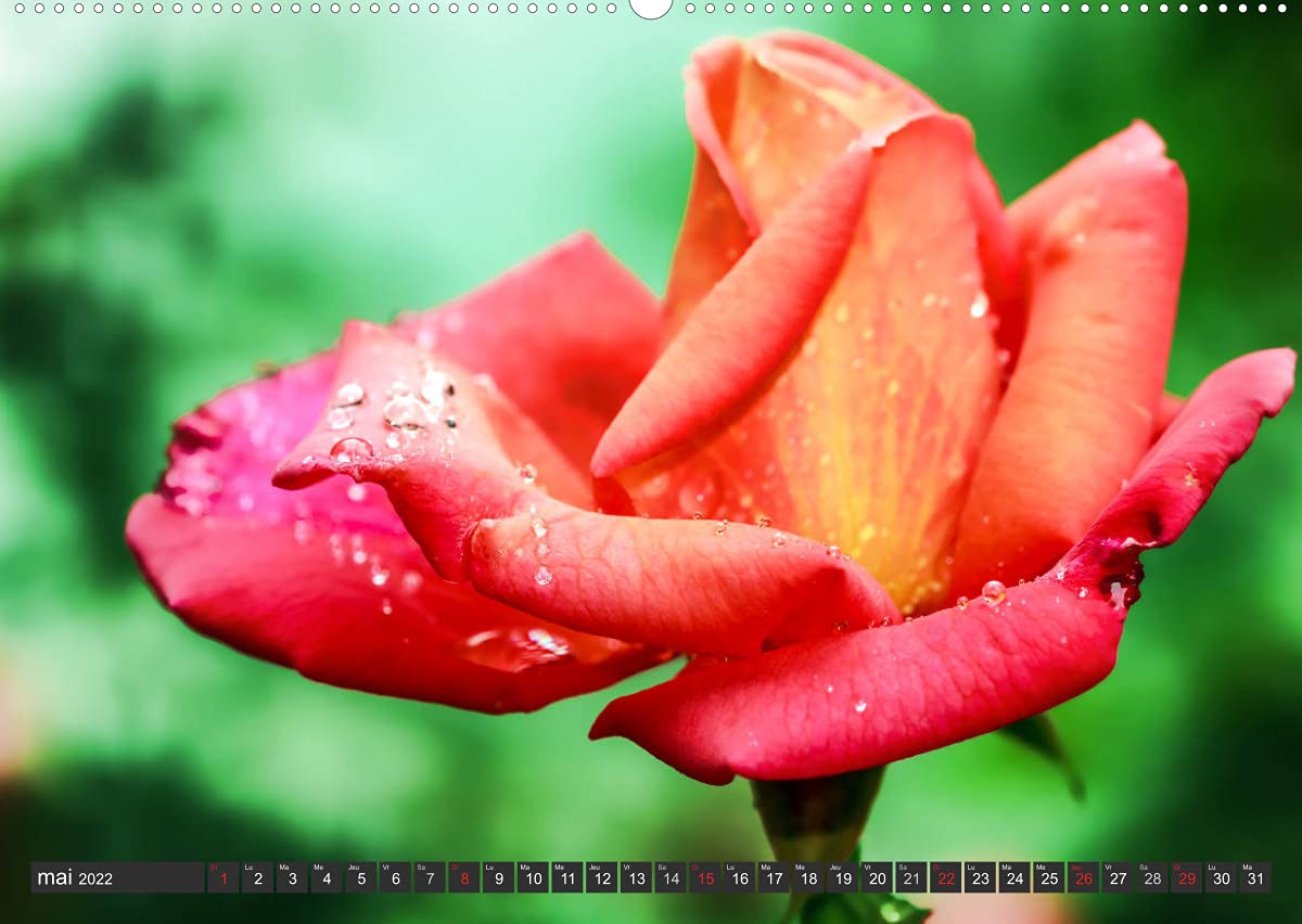 Contemplation florale (Premium, hochwertiger DIN A2 Wandkalender 2022, Kunstdruck in Hochglanz): La contemplation d'une fleur est un des premiers ... de notre âme. (Calendrier mensuel, 14 Pages )