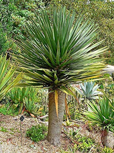 100 Seeds of Dracaena Draco, Dragon -Tree, Dragon's-Blood Tree
