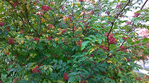 25 SZECHUAN PEPPER Peppercorn Sichuan Szechwan Zanthoxylum Simulans Spice Seeds