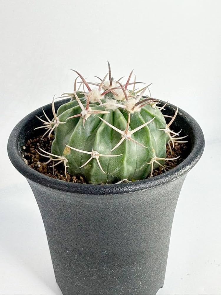 Amazon.co.jp: Echinocactus texensis エキノカクタス 綾波 サボテン Amazon.co.jp: Echinocactus texensis エキノカクタス 綾波 サボテン