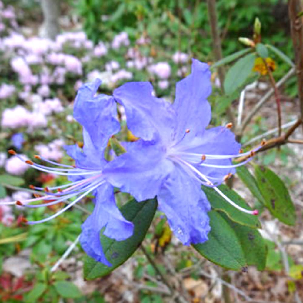 Amazon.co.jp: ITANSE 青系ツツジ・クレーターレイク4.5～5号鉢