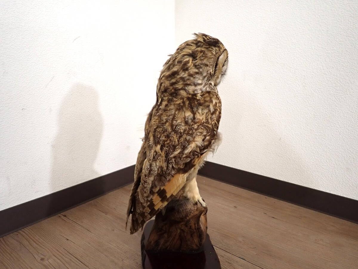 フクロウの剥製 フクロウの剥製 - メルカリ
