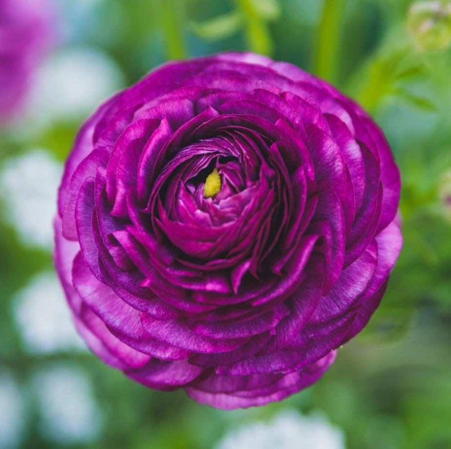 Plantogallery Purple Ranunculus Flower Bulbs - Pack Of 2 Bulbs (B0CG33XVML) Amazon Price History, Amazon Price Tracker