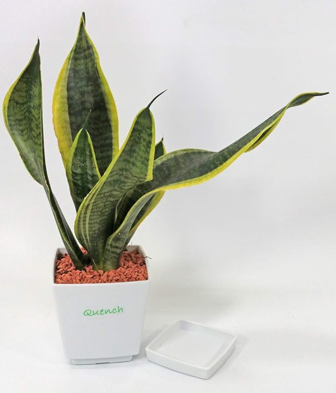 Amazon 簡単 コンパクト 観葉植物 サンセベリア 観葉植物 オンライン通販