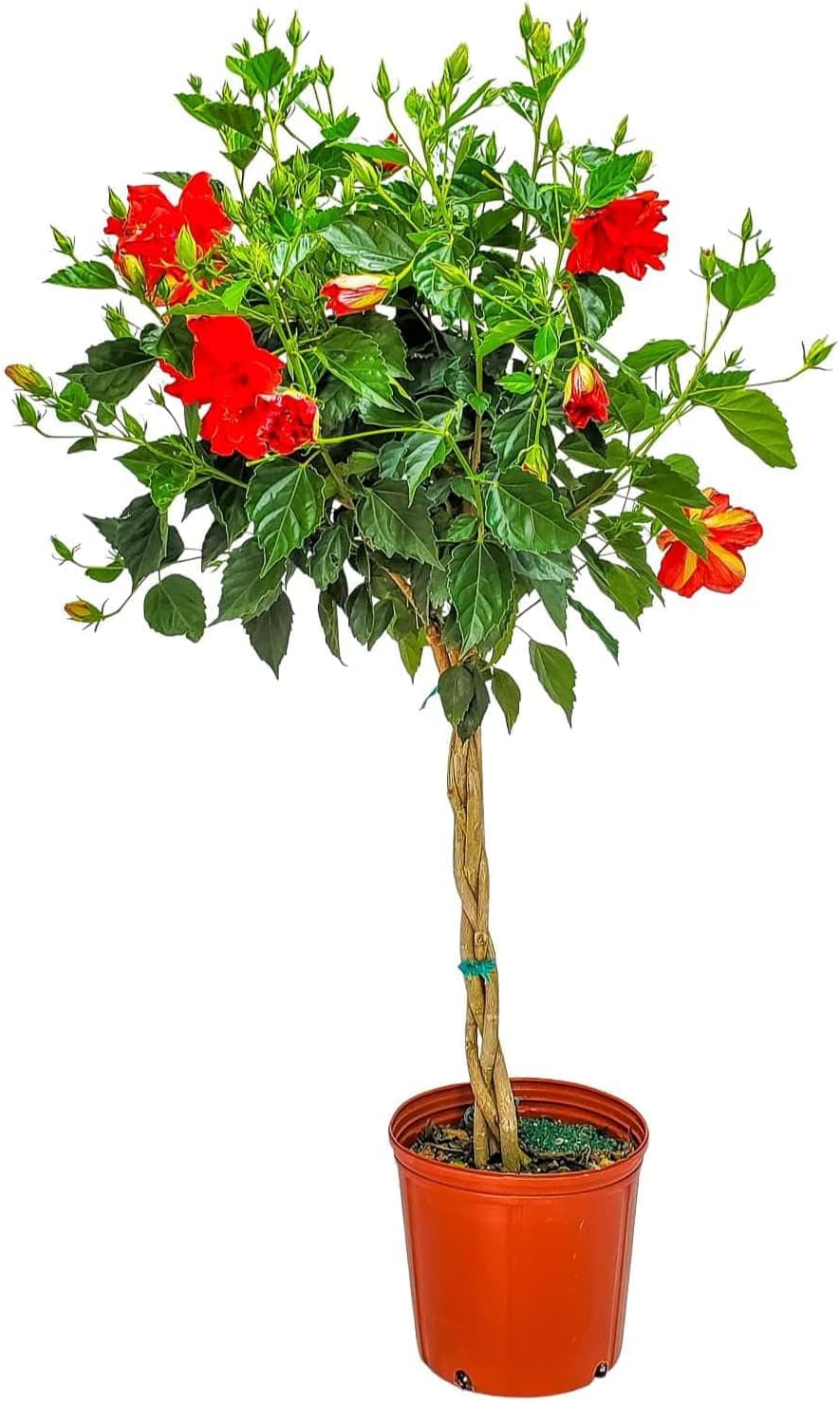 Live Braided Hibiscus Tree - Red Double Flower - Overall Height 38" to 44" - Tropical Plants of Florida (Plant + Fertilizer)