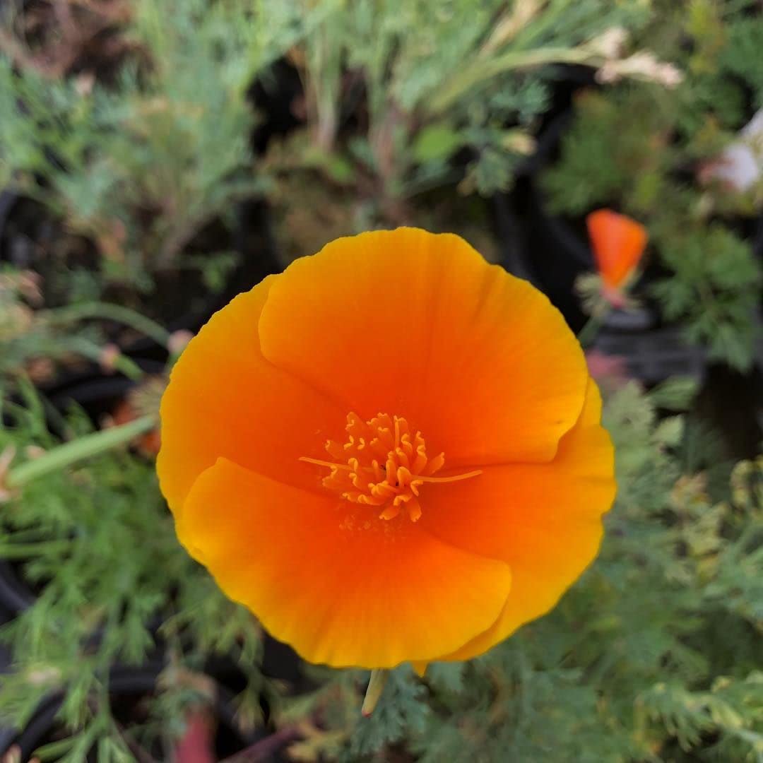 Golden Hills Farm Orange California Poppy Eschscholtzia 200-505 seeds