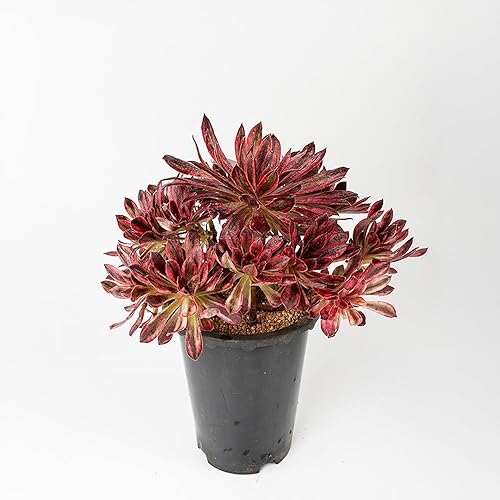 Miniatura 4 de Aeonium Superbang Variegata - Planta suculenta viva de 8 pulgadas, aeonio de follaje rojo y negro abigarrado, suculenta vibrante con múltiples