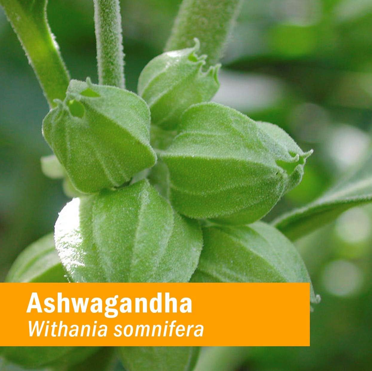 Herb Pharm Certified Organic Ashwagandha Extract Drops for Traditional Support for Energy and Vitality, Alcohol-Free Glycerite