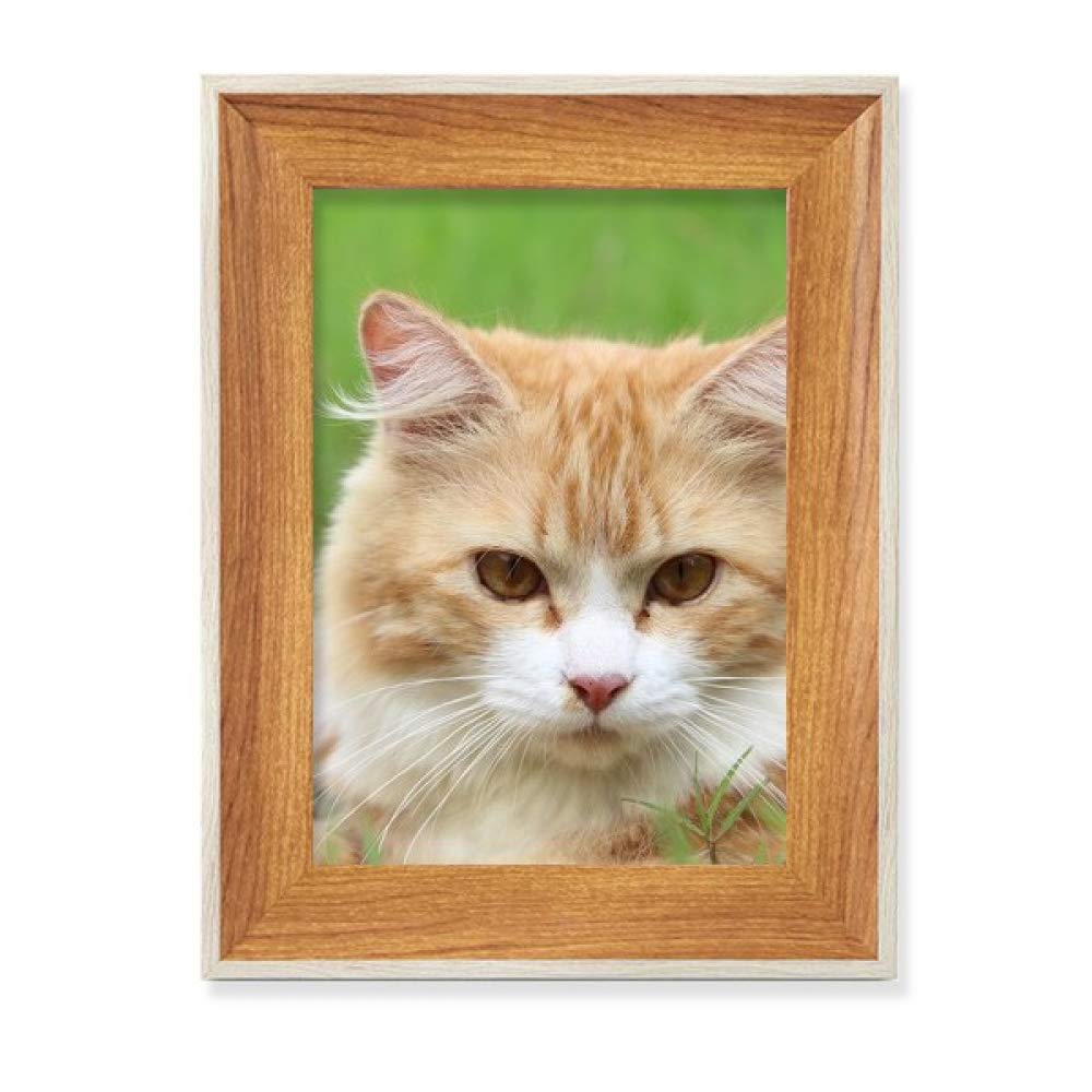 Cadre photo chat à rayures jaunes en bois de bureau pour plusieurs photos