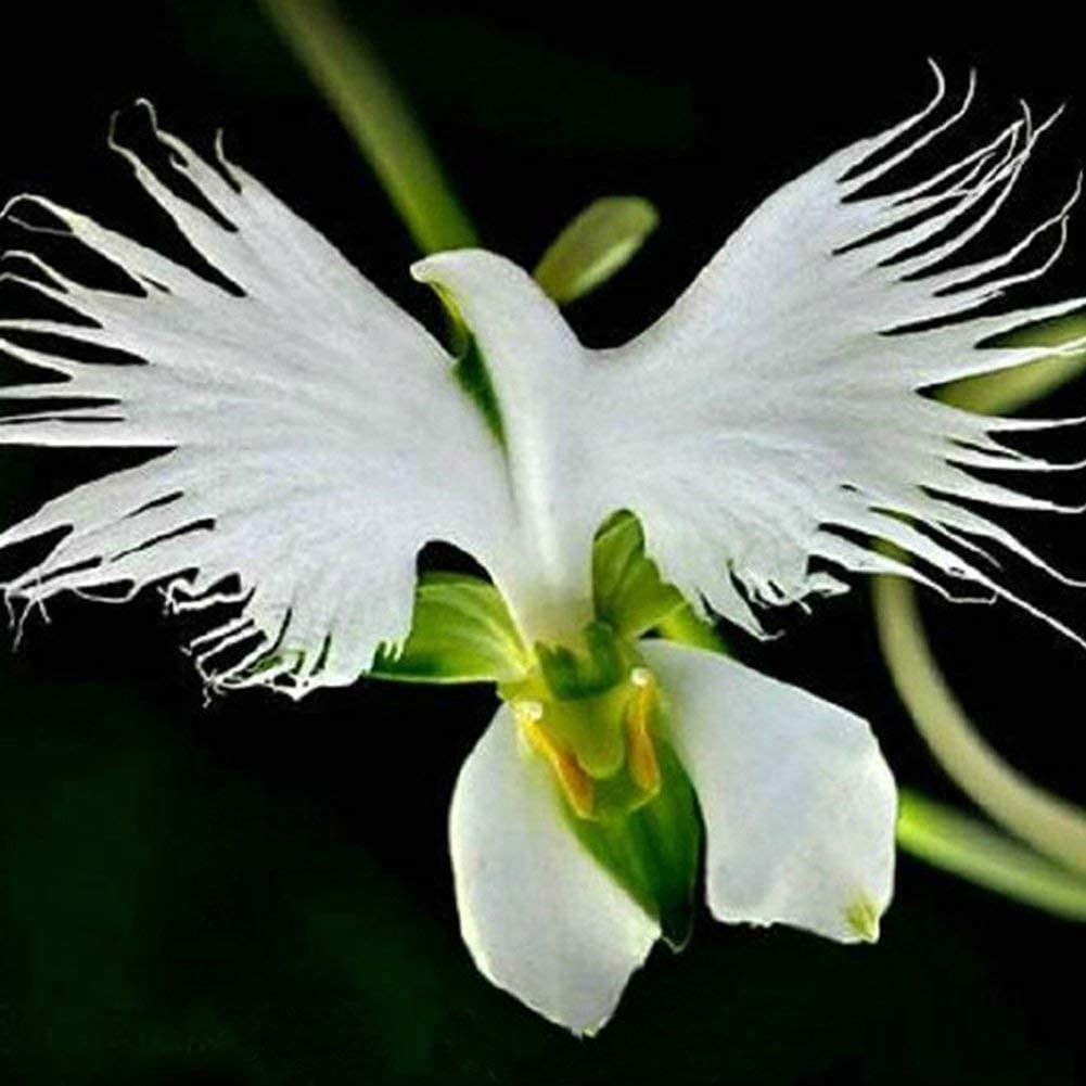 Buy4Seeds 10 x Radiata Seeds White Egret Orchid Seeds World's Rare Orchid Easy to Grow