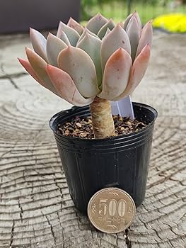 グレーとピンクの多肉植物*6 2025.01.18 ⁡ #グラプトベリアピンクルルビー ⁡ #ダイソー多肉