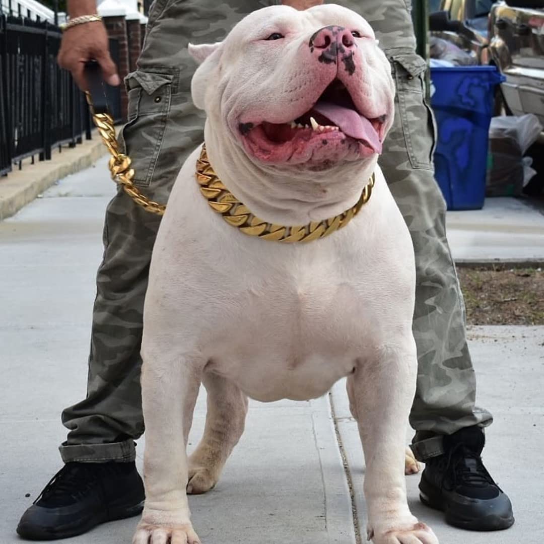 Kingoldogs Hundehalsband – Kubanische Kette, 32 Mm, 316L Edelstahl, 18K Gold-Beschichtung | Für Große & Mittlere Rassen