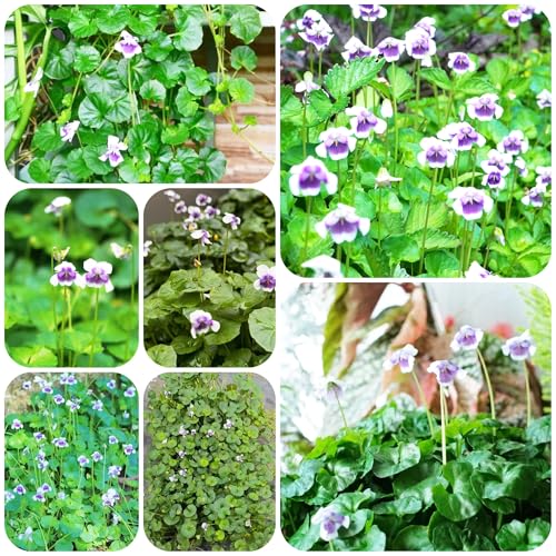 Planta perenne resistente que cubre el suelo - semillas y flores jardín de semillas de flores verano semillero hierbas prados camas elevadas para jardín - Serie Plantas Raras - plantas 600pcs